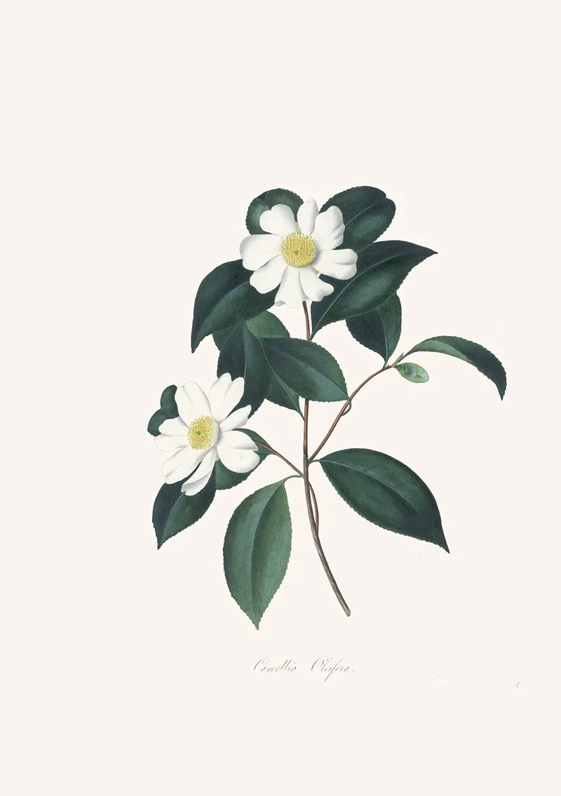 Illustrations And Descriptions Of The Plants Which Compose The Natural Order Camellieae Pl 03 Wall Art by Alfred Chandler - High-Resolution Digital Print
