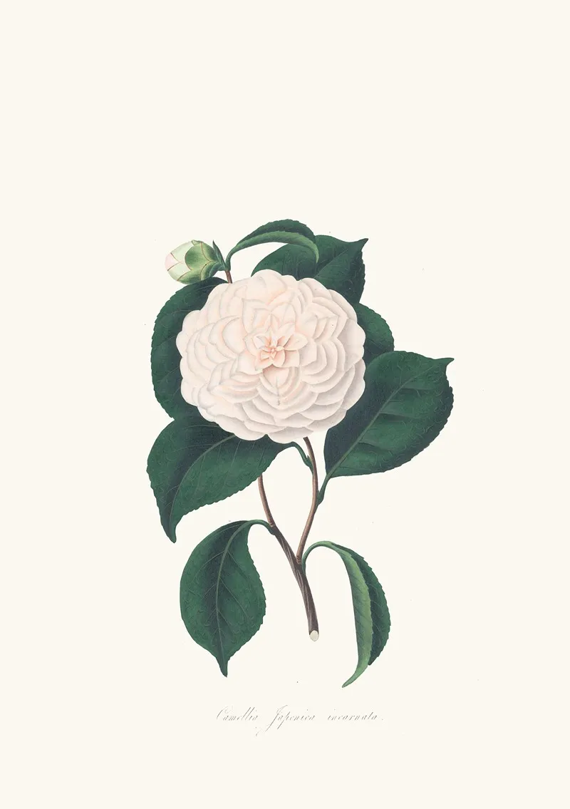 Illustrations And Descriptions Of The Plants Which Compose The Natural Order Camellieae Pl 07 Wall Art by Alfred Chandler - High-Resolution Digital Print