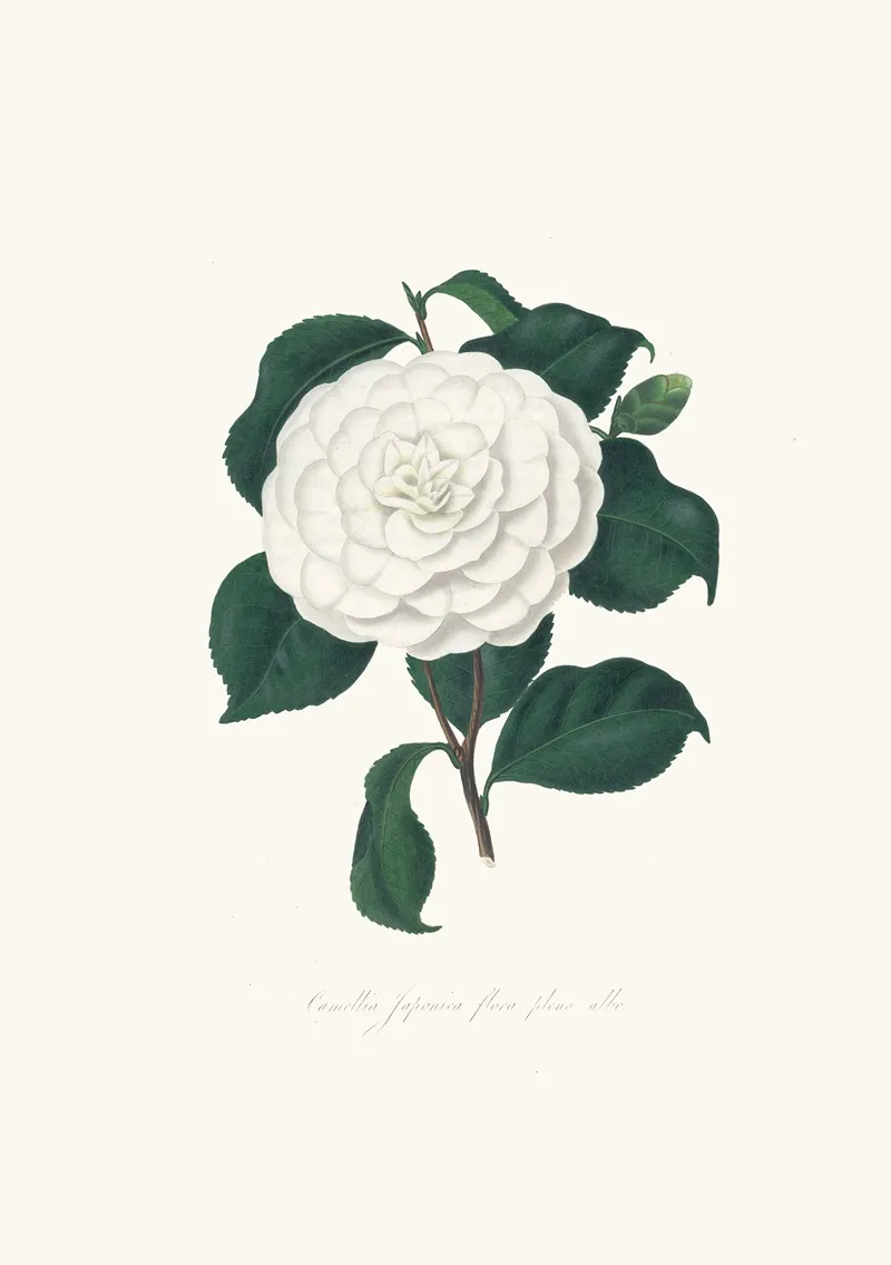 Illustrations And Descriptions Of The Plants Which Compose The Natural Order Camellieae Pl 11 Wall Art by Alfred Chandler - High-Resolution Digital Print