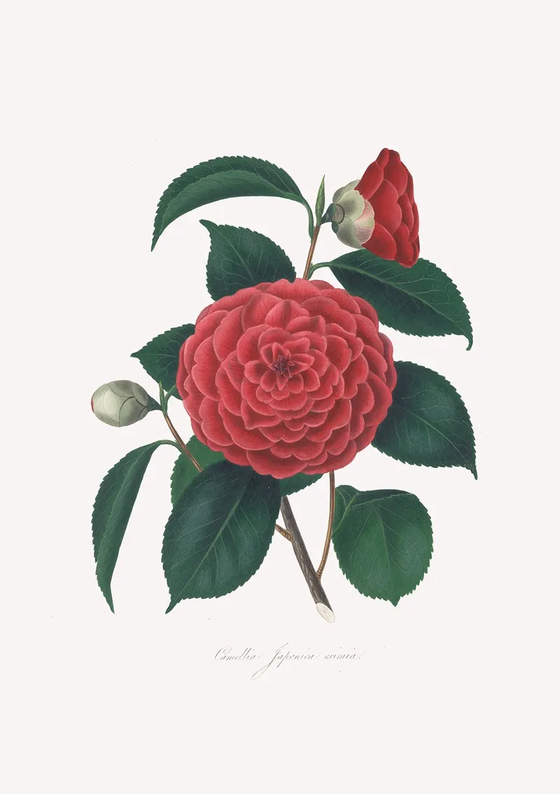 Illustrations And Descriptions Of The Plants Which Compose The Natural Order Camellieae Pl 12 Wall Art by Alfred Chandler - High-Resolution Digital Print