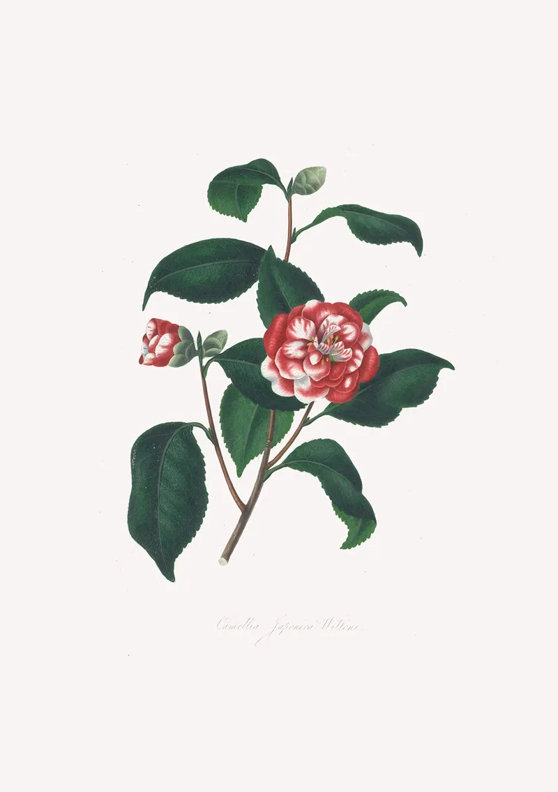 Illustrations And Descriptions Of The Plants Which Compose The Natural Order Camellieae Pl 13 Wall Art by Alfred Chandler - High-Resolution Digital Print