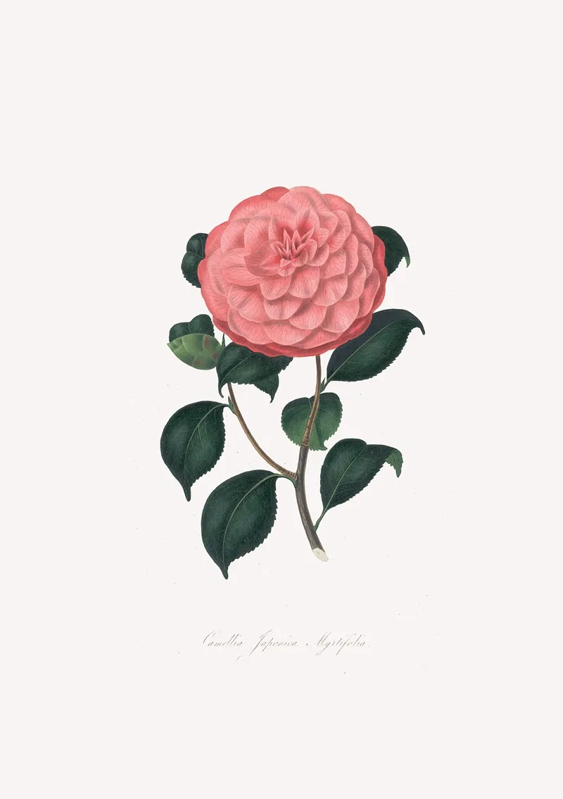 Illustrations And Descriptions Of The Plants Which Compose The Natural Order Camellieae Pl 14 Wall Art by Alfred Chandler - High-Resolution Digital Print