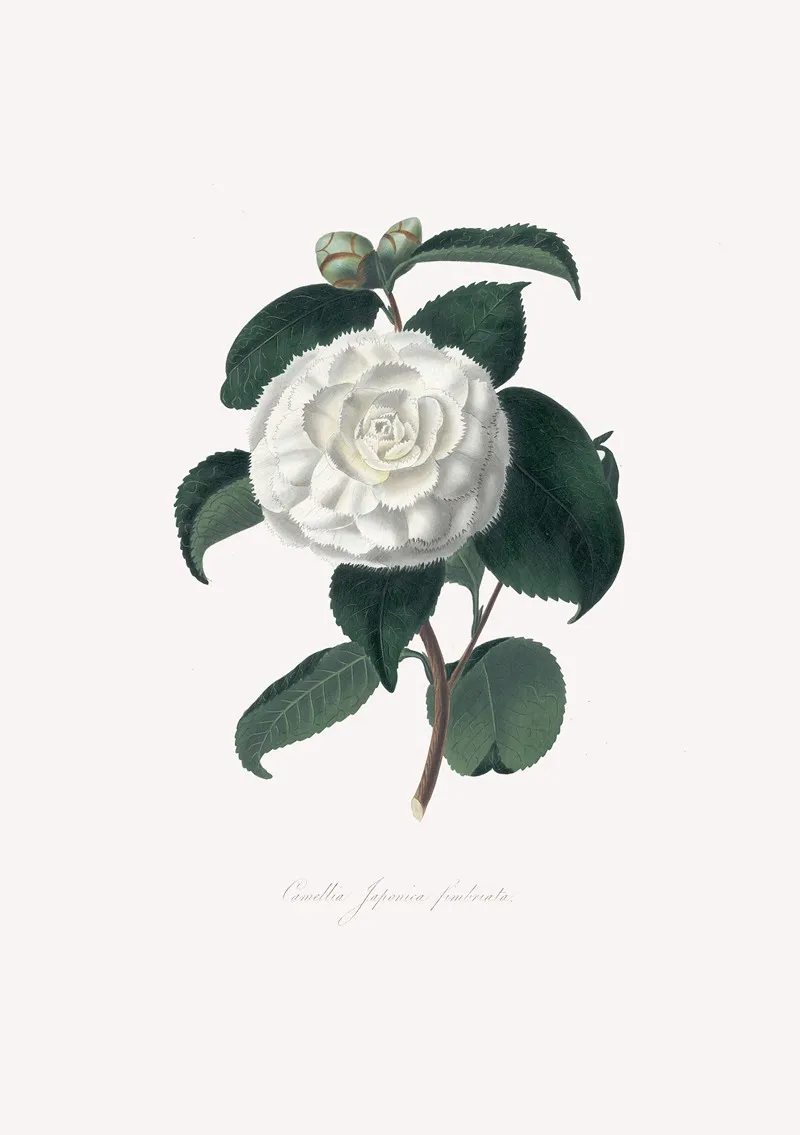 Illustrations And Descriptions Of The Plants Which Compose The Natural Order Camellieae Pl 15 Wall Art by Alfred Chandler - High-Resolution Digital Print