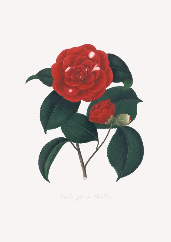 Illustrations And Descriptions Of The Plants Which Compose The Natural Order Camellieae Pl 16 Wall Art by Alfred Chandler - High-Resolution Digital Print
