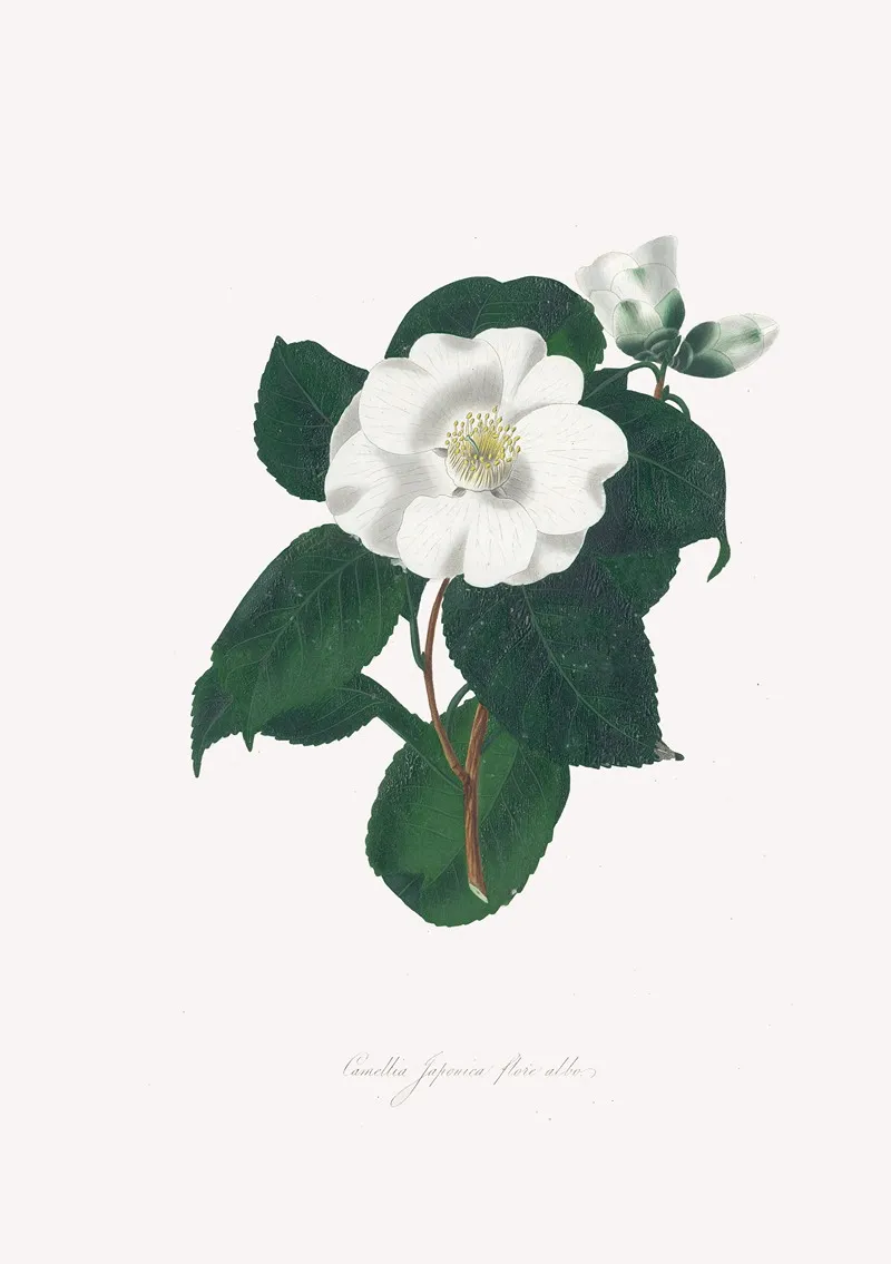 Illustrations And Descriptions Of The Plants Which Compose The Natural Order Camellieae Pl 17 Wall Art by Alfred Chandler - High-Resolution Digital Print