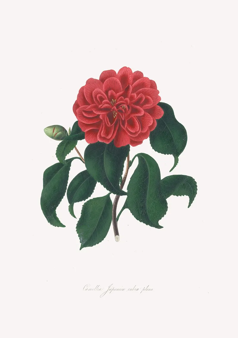 Illustrations And Descriptions Of The Plants Which Compose The Natural Order Camellieae Pl 18 Wall Art by Alfred Chandler - High-Resolution Digital Print