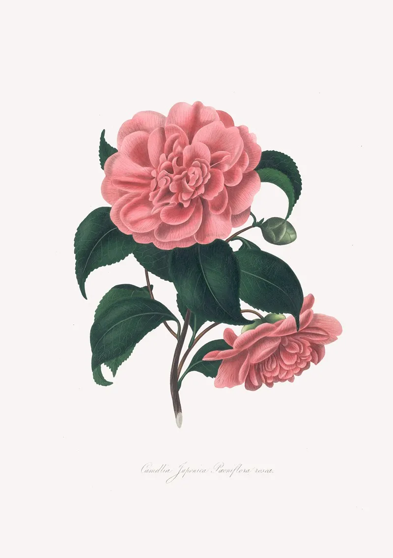 Illustrations And Descriptions Of The Plants Which Compose The Natural Order Camellieae Pl 19 Wall Art by Alfred Chandler - High-Resolution Digital Print
