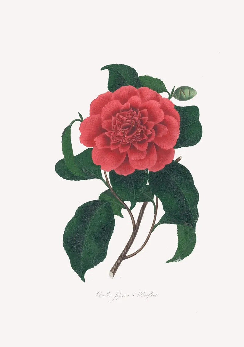 Illustrations And Descriptions Of The Plants Which Compose The Natural Order Camellieae Pl 20 Wall Art by Alfred Chandler - High-Resolution Digital Print