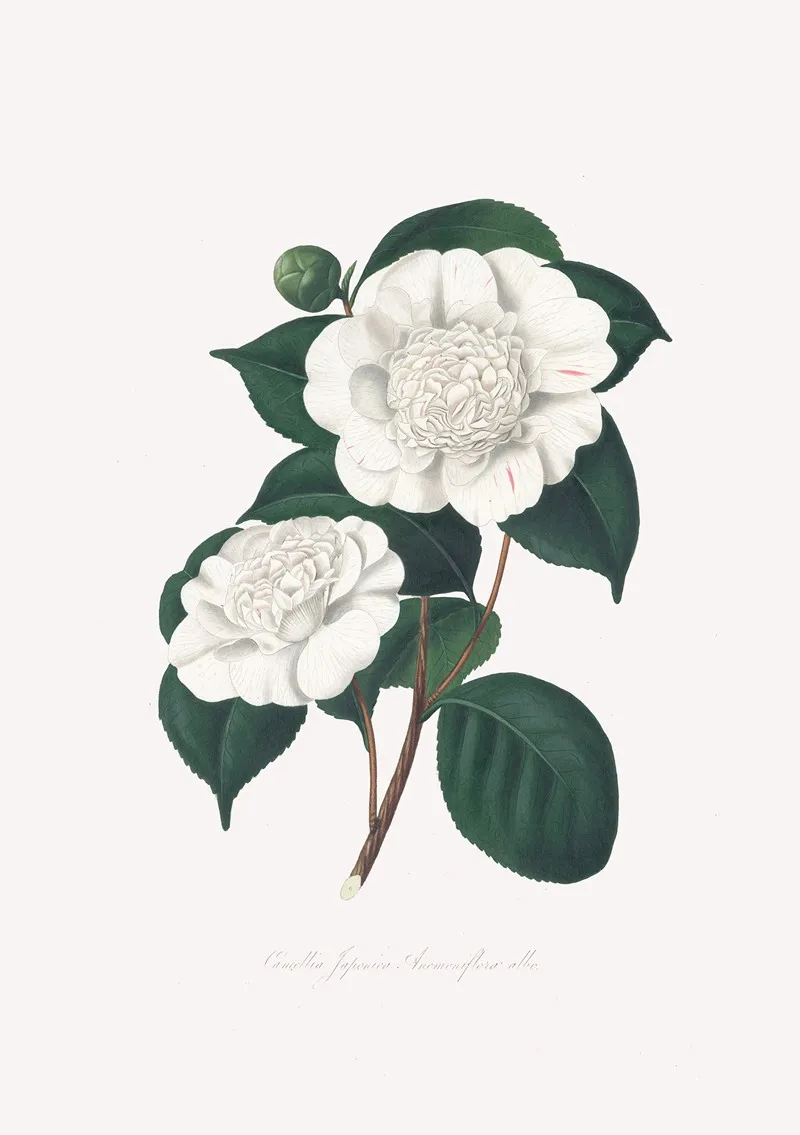 Illustrations And Descriptions Of The Plants Which Compose The Natural Order Camellieae Pl 21 Wall Art by Alfred Chandler - High-Resolution Digital Print