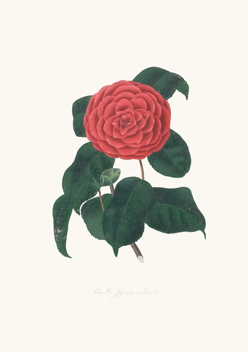 Illustrations And Descriptions Of The Plants Which Compose The Natural Order Camellieae Pl 22 Wall Art by Alfred Chandler - High-Resolution Digital Print