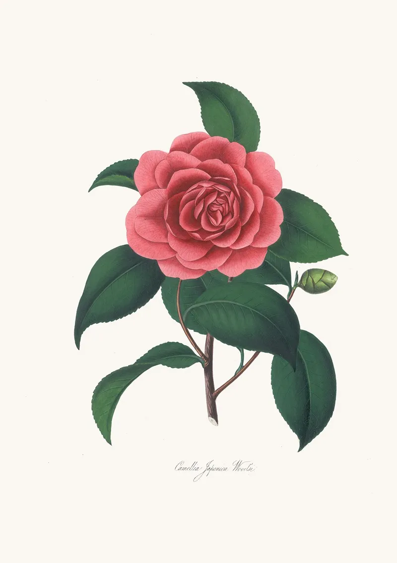 Illustrations And Descriptions Of The Plants Which Compose The Natural Order Camellieae Pl 23 Wall Art by Alfred Chandler - High-Resolution Digital Print