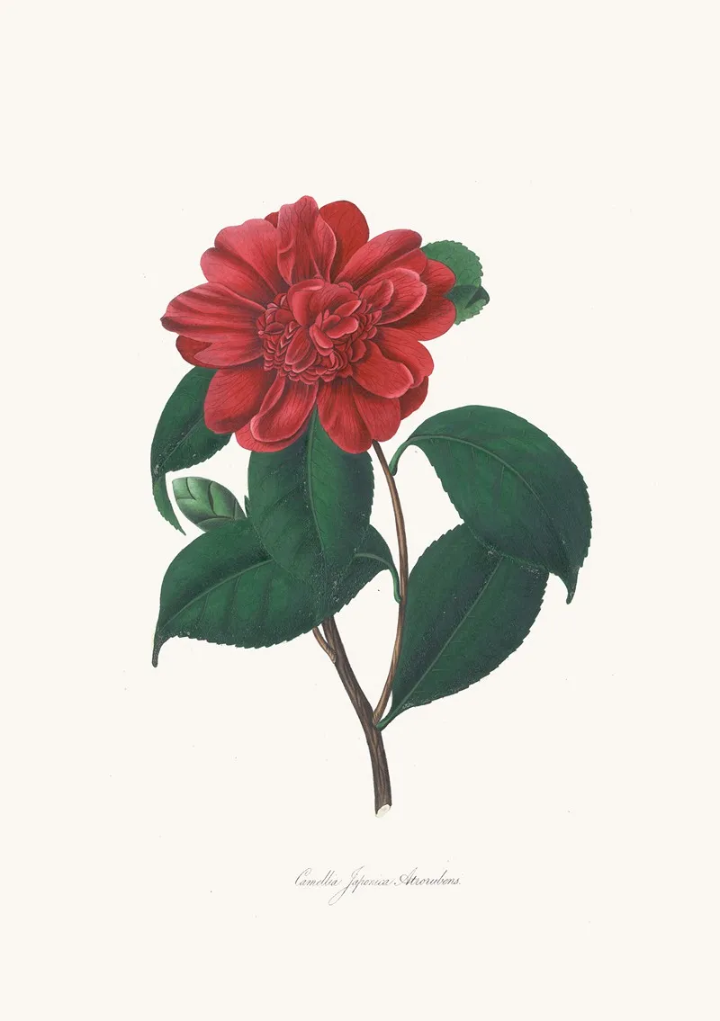 Illustrations And Descriptions Of The Plants Which Compose The Natural Order Camellieae Pl 25 Wall Art by Alfred Chandler - High-Resolution Digital Print