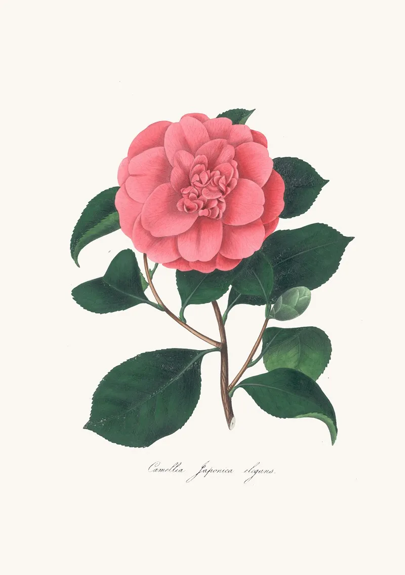 Illustrations And Descriptions Of The Plants Which Compose The Natural Order Camellieae Pl 26 Wall Art by Alfred Chandler - High-Resolution Digital Print