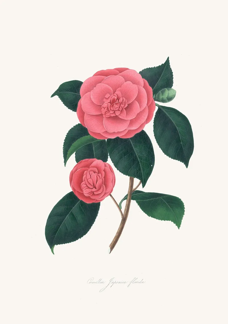 Illustrations And Descriptions Of The Plants Which Compose The Natural Order Camellieae Pl 28 Wall Art by Alfred Chandler - High-Resolution Digital Print