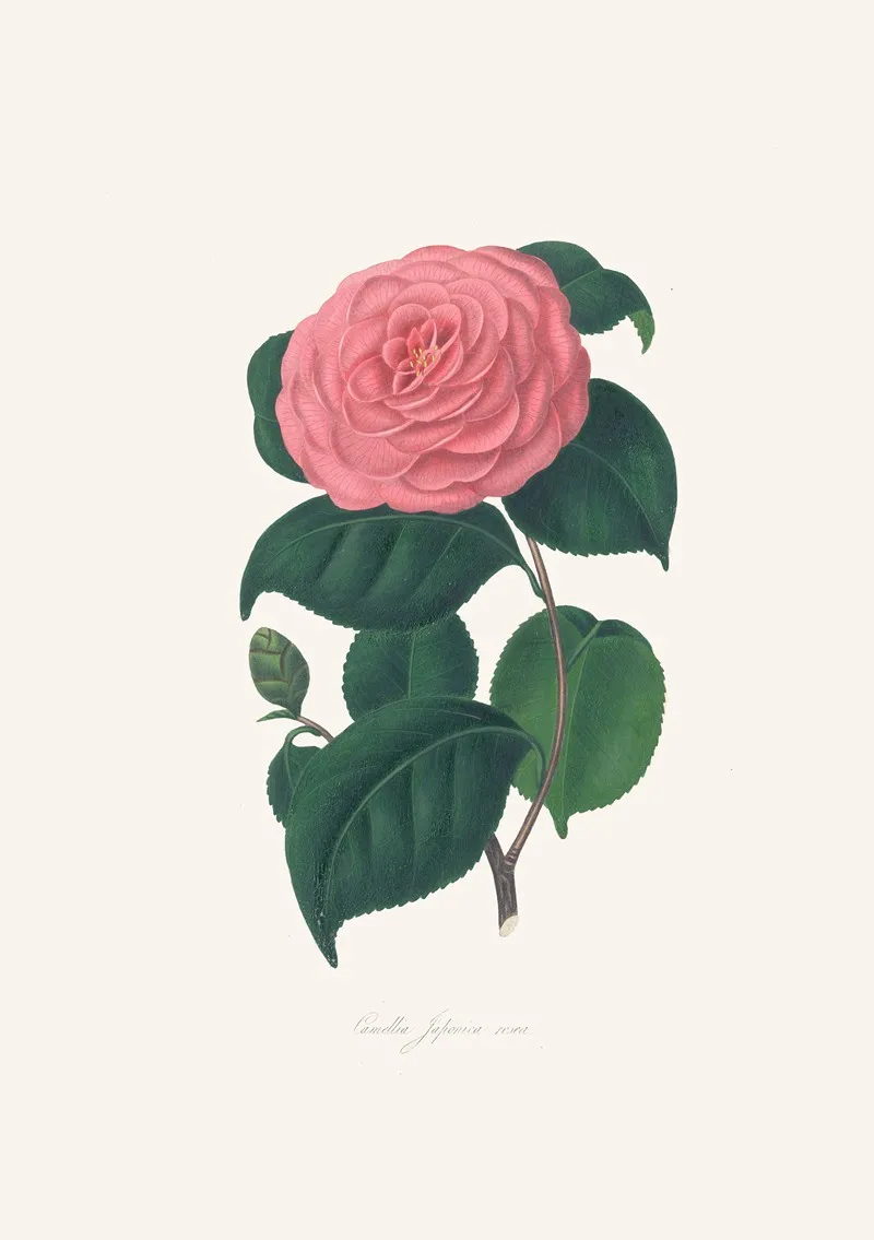 Illustrations And Descriptions Of The Plants Which Compose The Natural Order Camellieae Pl 29 Wall Art by Alfred Chandler - High-Resolution Digital Print