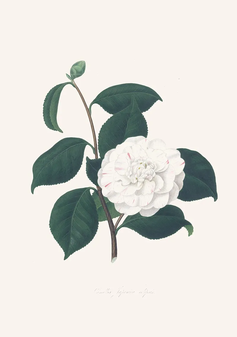 Illustrations And Descriptions Of The Plants Which Compose The Natural Order Camellieae Pl 30 Wall Art by Alfred Chandler - High-Resolution Digital Print