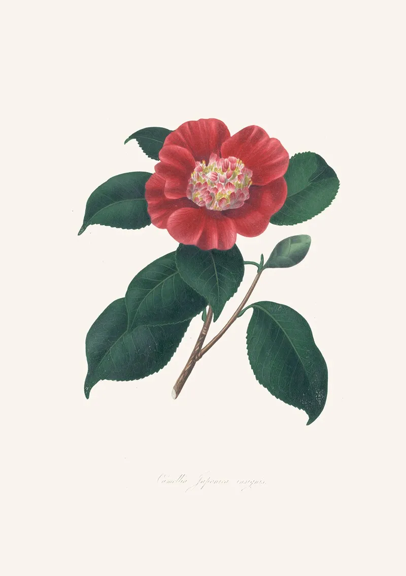 Illustrations And Descriptions Of The Plants Which Compose The Natural Order Camellieae Pl 31 Wall Art by Alfred Chandler - High-Resolution Digital Print