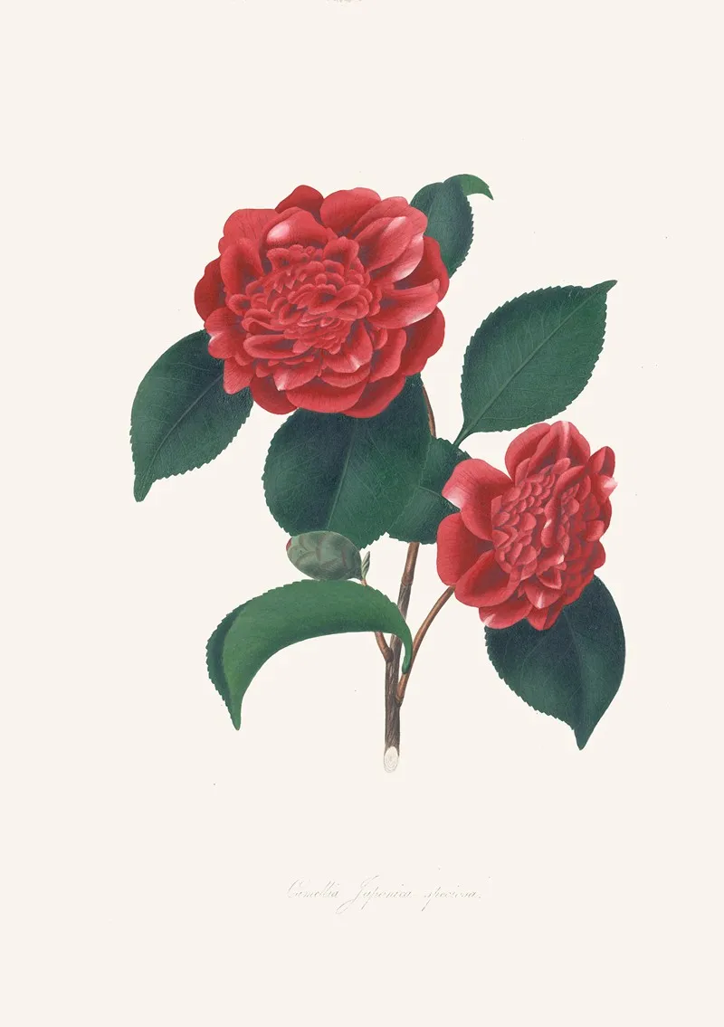 Illustrations And Descriptions Of The Plants Which Compose The Natural Order Camellieae Pl 32 Wall Art by Alfred Chandler - High-Resolution Digital Print