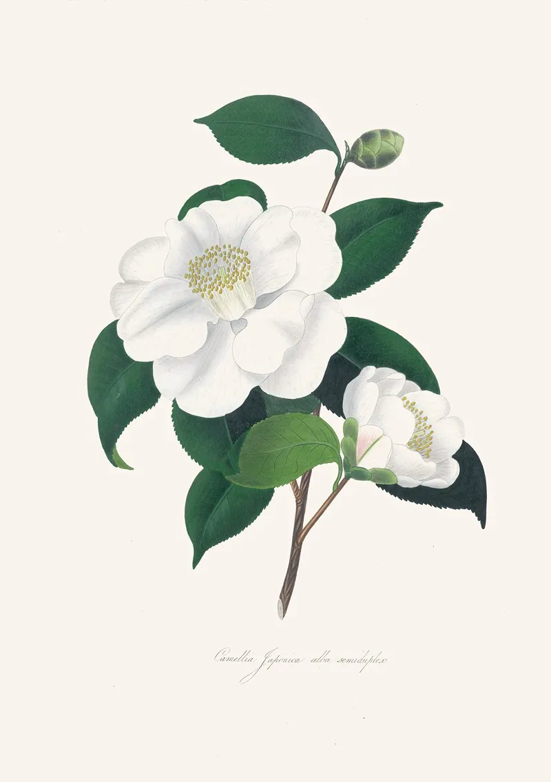 Illustrations And Descriptions Of The Plants Which Compose The Natural Order Camellieae Pl 33 Wall Art by Alfred Chandler - High-Resolution Digital Print