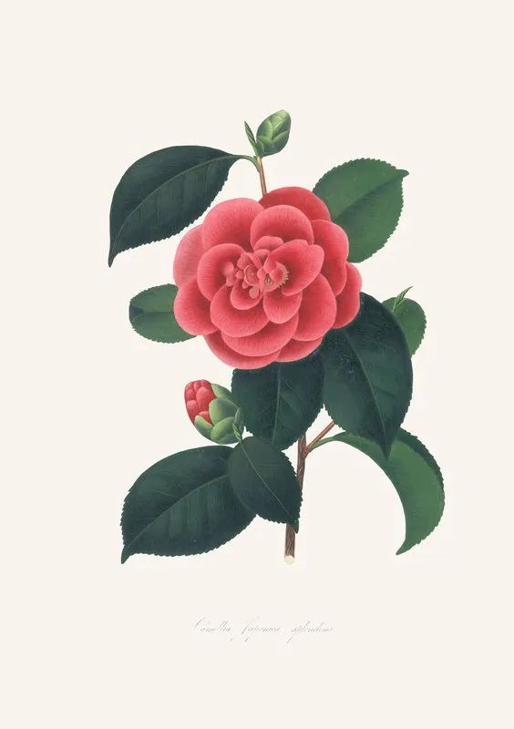 Illustrations And Descriptions Of The Plants Which Compose The Natural Order Camellieae Pl 35 Wall Art by Alfred Chandler - High-Resolution Digital Print