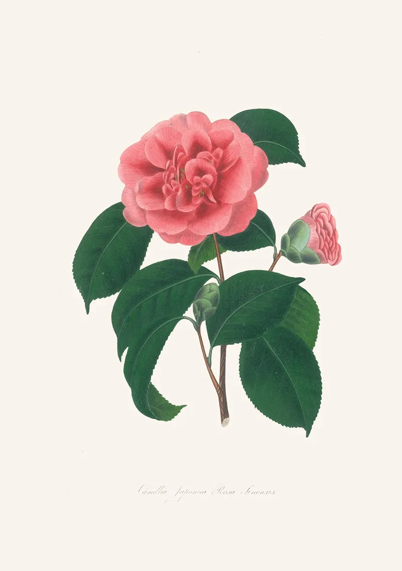Illustrations And Descriptions Of The Plants Which Compose The Natural Order Camellieae Pl 36 Wall Art by Alfred Chandler - High-Resolution Digital Print
