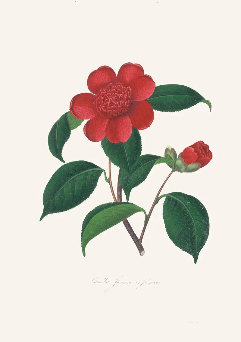 Illustrations And Descriptions Of The Plants Which Compose The Natural Order Camellieae Pl 39 Wall Art by Alfred Chandler - High-Resolution Digital Print