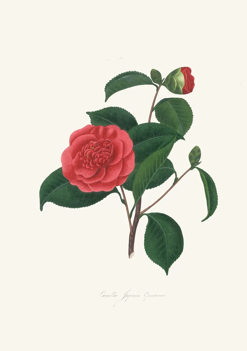 Illustrations And Descriptions Of The Plants Which Compose The Natural Order Camellieae Pl 40 Wall Art by Alfred Chandler - High-Resolution Digital Print
