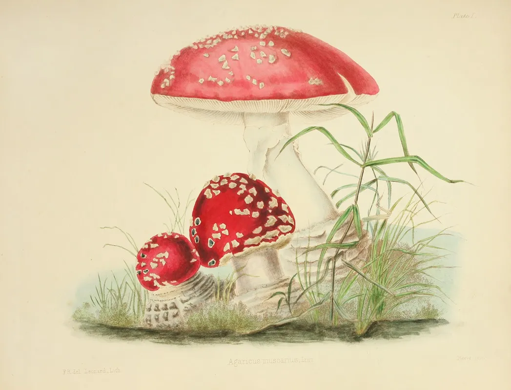 Illustrations Of British Mycology Pl 01 Wall Art by Anna Maria Hussey - High-Resolution Digital Print