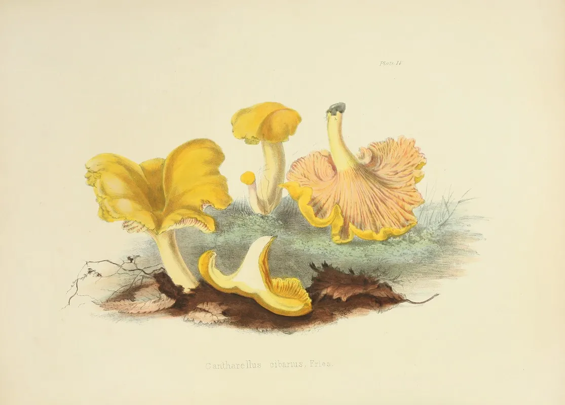 Illustrations Of British Mycology Pl 04 Wall Art by Anna Maria Hussey - High-Resolution Digital Print
