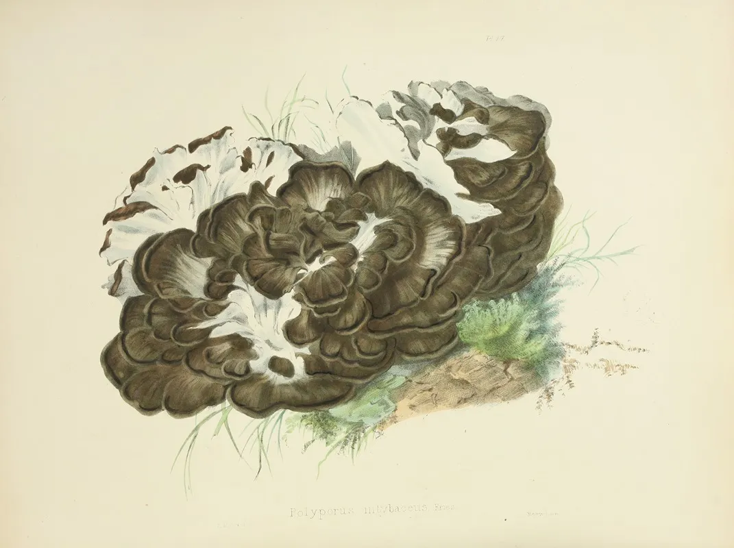 Illustrations Of British Mycology Pl 06 Wall Art by Anna Maria Hussey - High-Resolution Digital Print