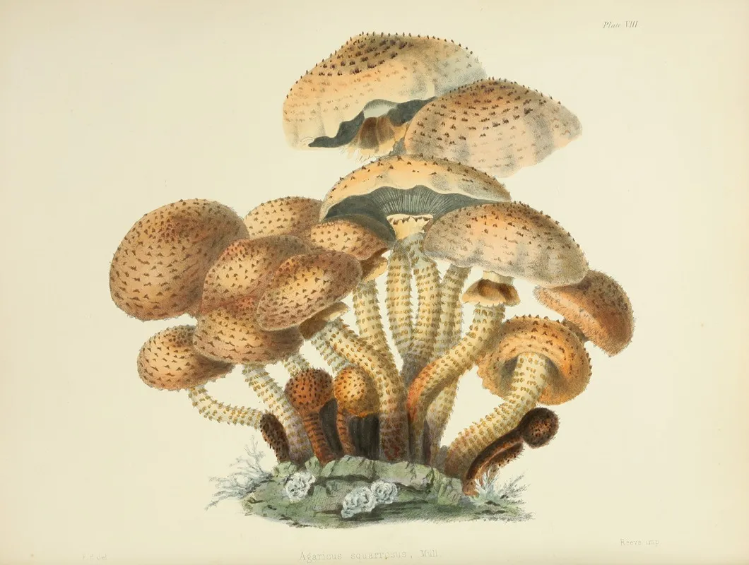 Illustrations Of British Mycology Pl 08 Wall Art by Anna Maria Hussey - High-Resolution Digital Print