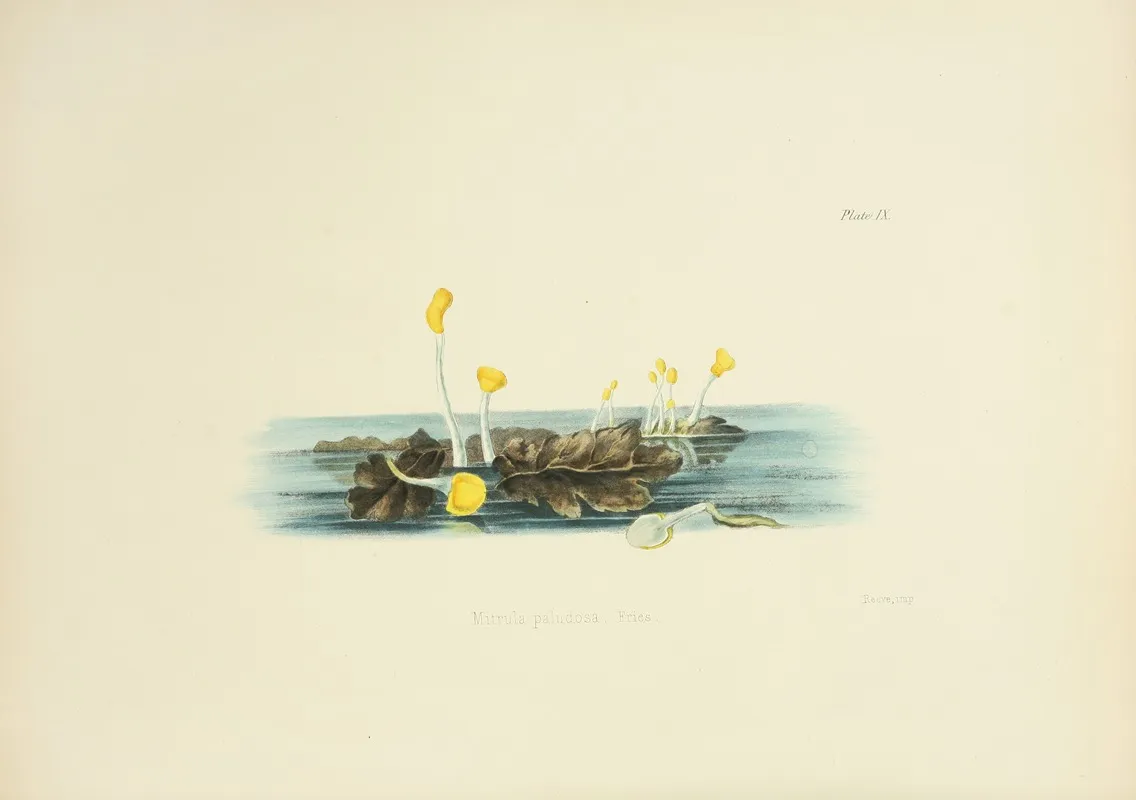 Illustrations Of British Mycology Pl 09 Wall Art by Anna Maria Hussey - High-Resolution Digital Print