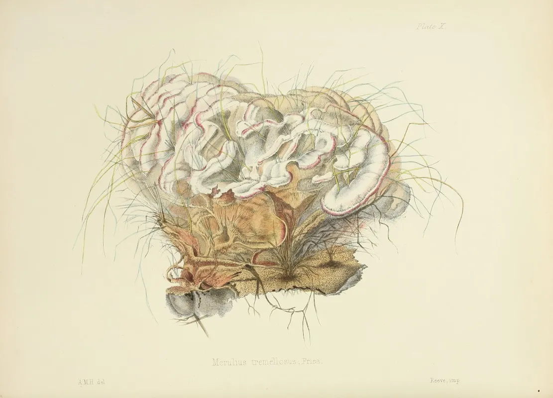 Illustrations Of British Mycology Pl 10 Wall Art by Anna Maria Hussey - High-Resolution Digital Print