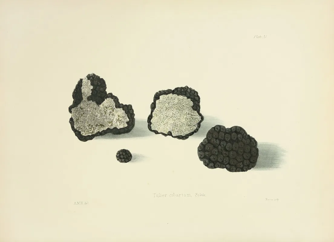 Illustrations Of British Mycology Pl 11 Wall Art by Anna Maria Hussey - High-Resolution Digital Print
