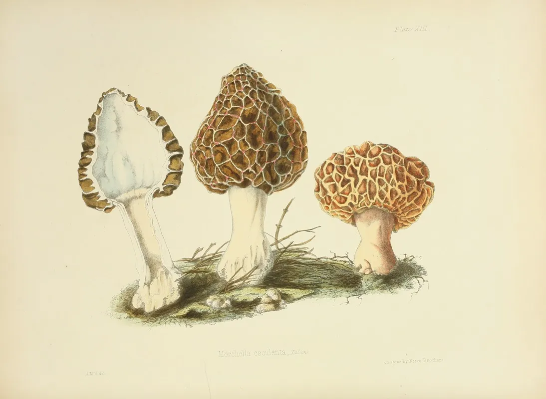 Illustrations Of British Mycology Pl 13 Wall Art by Anna Maria Hussey - High-Resolution Digital Print