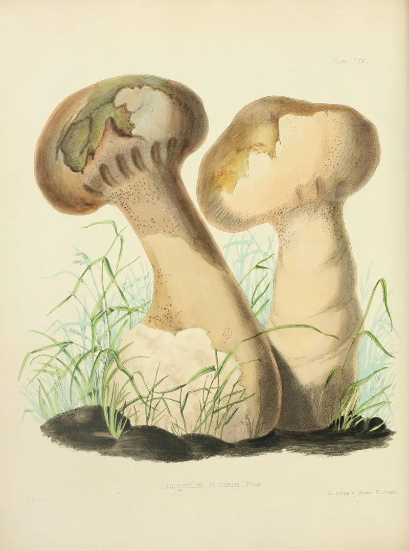Illustrations Of British Mycology Pl 14 Wall Art by Anna Maria Hussey - High-Resolution Digital Print