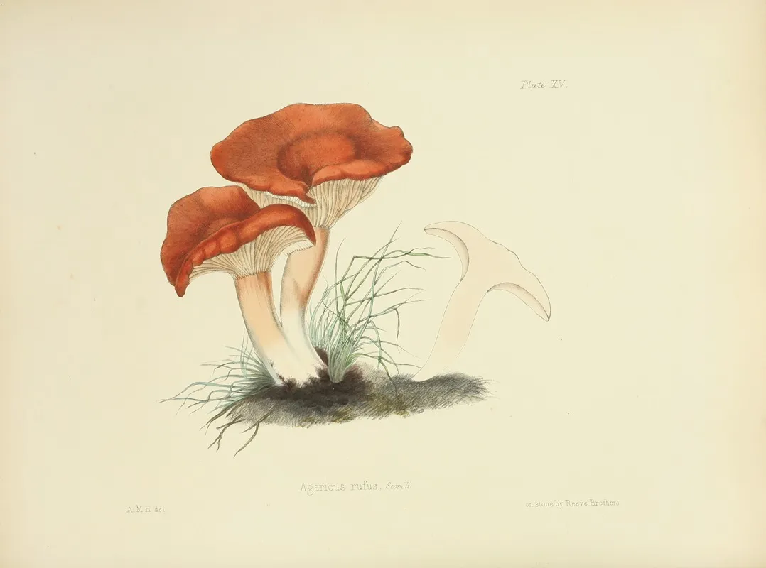 Illustrations Of British Mycology Pl 15 Wall Art by Anna Maria Hussey - High-Resolution Digital Print