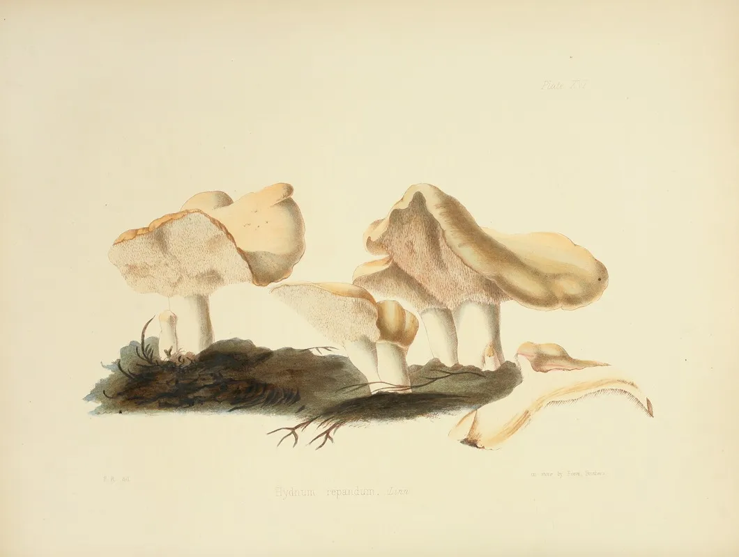Illustrations Of British Mycology Pl 16 Wall Art by Anna Maria Hussey - High-Resolution Digital Print
