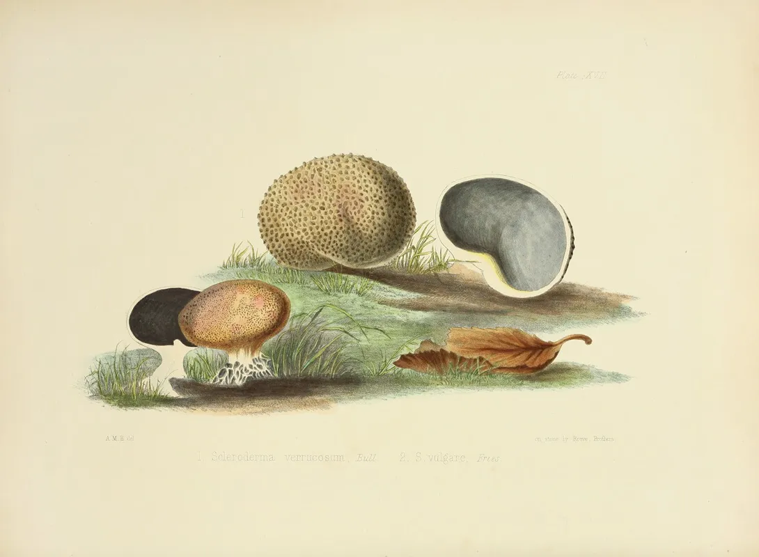 Illustrations Of British Mycology Pl 17 Wall Art by Anna Maria Hussey - High-Resolution Digital Print