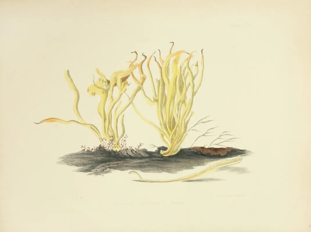 Illustrations Of British Mycology Pl 18 Wall Art by Anna Maria Hussey - High-Resolution Digital Print