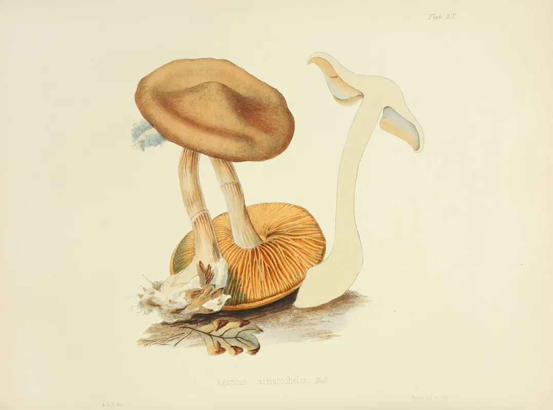Illustrations Of British Mycology Pl 19 Wall Art by Anna Maria Hussey - High-Resolution Digital Print