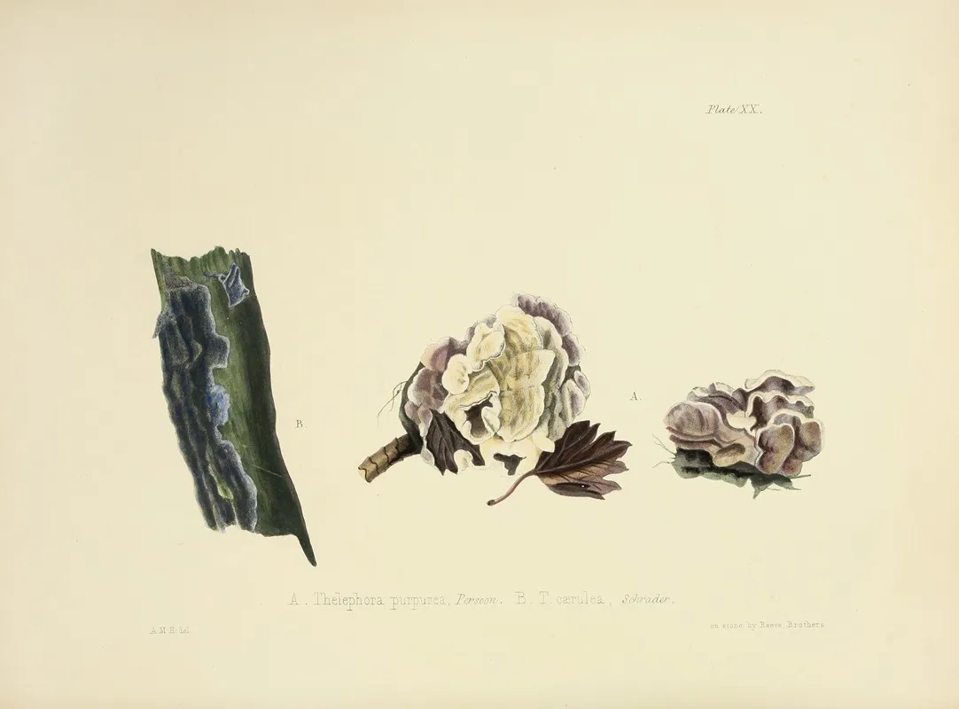 Illustrations Of British Mycology Pl 20 Wall Art by Anna Maria Hussey - High-Resolution Digital Print