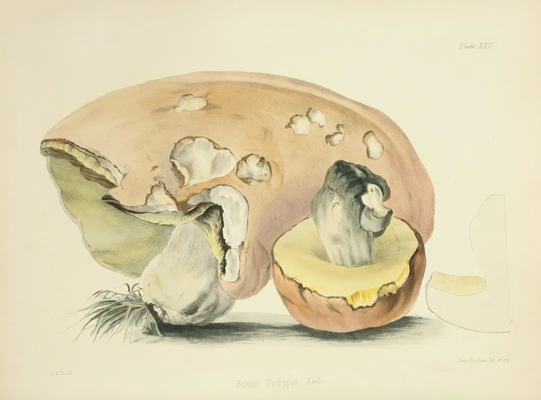 Illustrations Of British Mycology Pl 22 Wall Art by Anna Maria Hussey - High-Resolution Digital Print