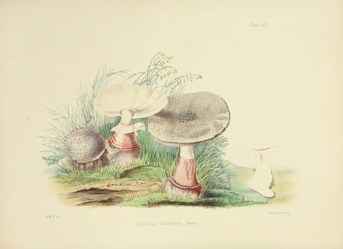 Illustrations Of British Mycology Pl 23 Wall Art by Anna Maria Hussey - High-Resolution Digital Print