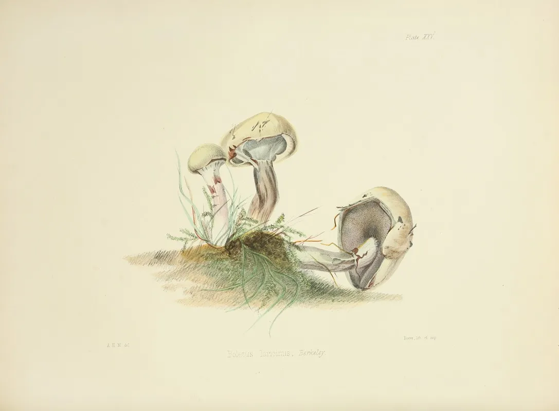 Illustrations Of British Mycology Pl 25 Wall Art by Anna Maria Hussey - High-Resolution Digital Print