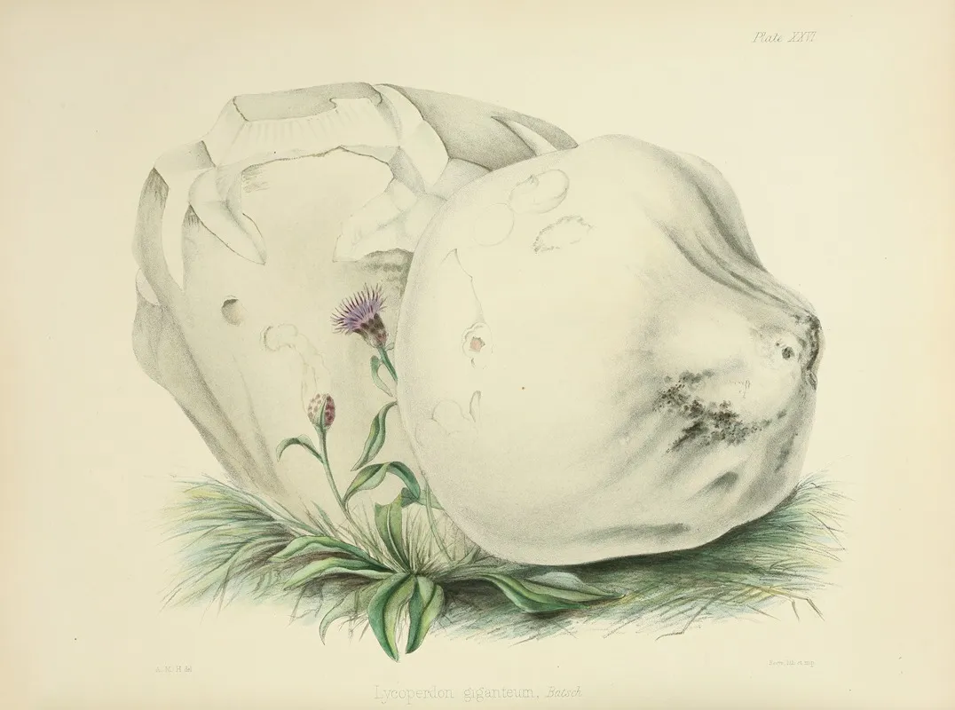 Illustrations Of British Mycology Pl 26 Wall Art by Anna Maria Hussey - High-Resolution Digital Print