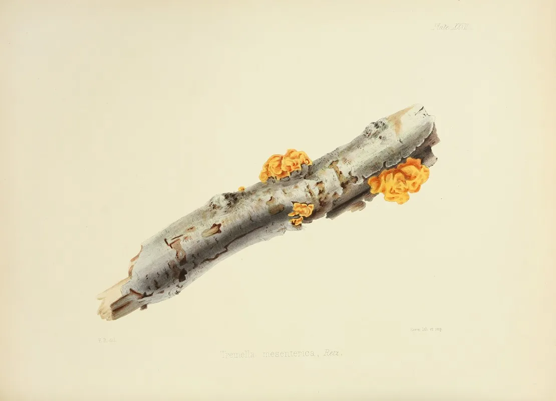 Illustrations Of British Mycology Pl 27 Wall Art by Anna Maria Hussey - High-Resolution Digital Print