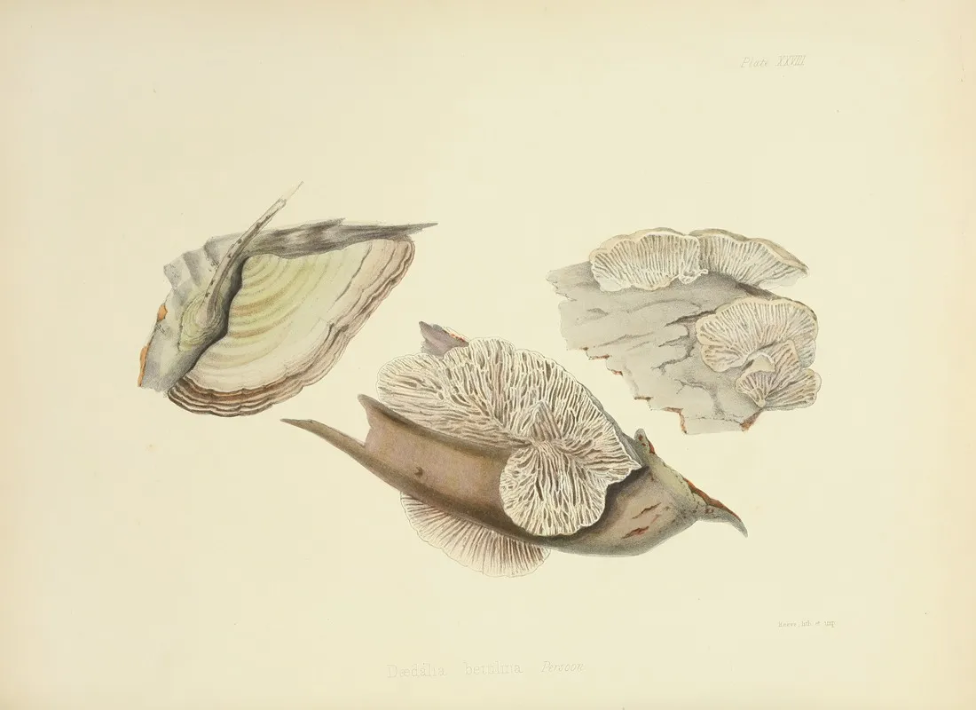 Illustrations Of British Mycology Pl 28 Wall Art by Anna Maria Hussey - High-Resolution Digital Print