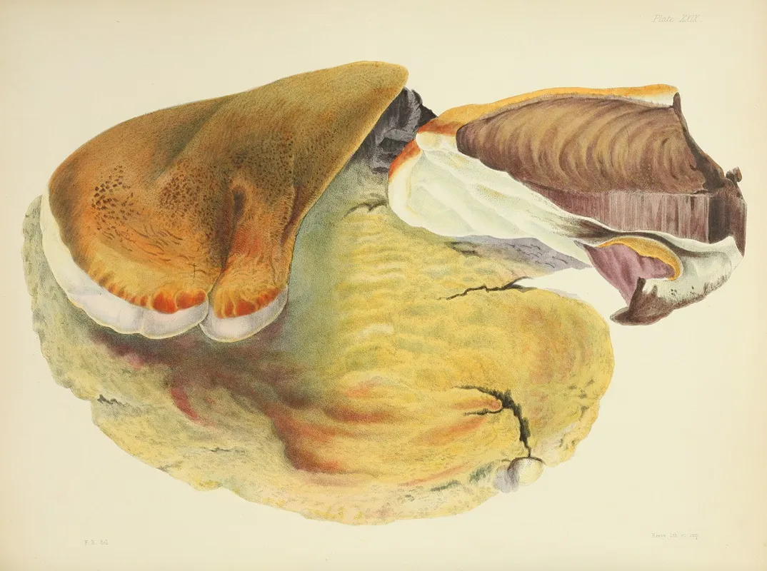 Illustrations Of British Mycology Pl 29 Wall Art by Anna Maria Hussey - High-Resolution Digital Print