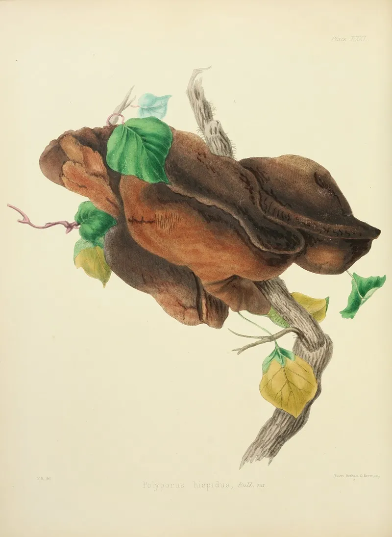Illustrations Of British Mycology Pl 31 Wall Art by Anna Maria Hussey - High-Resolution Digital Print